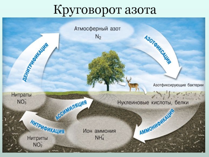 Круговорот элементов в биосфере схема