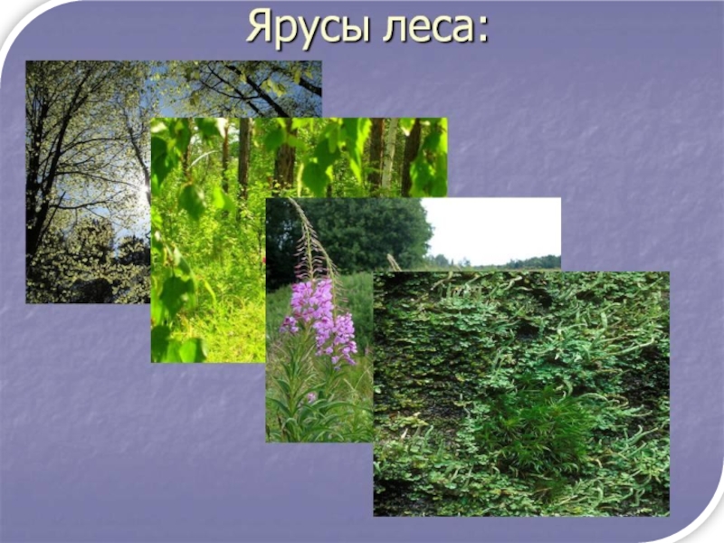 Третий ярус леса. 4 Яруса растений. Ярусность леса. Ярусность в лесу. Растения Нижнего яруса.