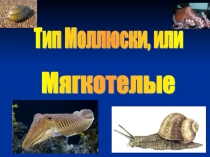 Презентация к уроку биологии в 7 классе на тему Брюхоногие моллюски
