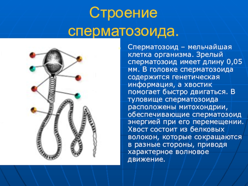 Строение сперматозоида