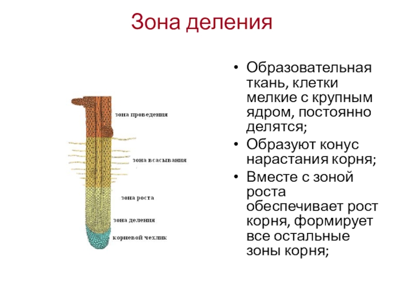 Зона деленияОбразовательная ткань, клетки мелкие с крупным ядром, постоянно делятся;Образуют конус нарастания корня;Вместе с зоной роста обеспечивает