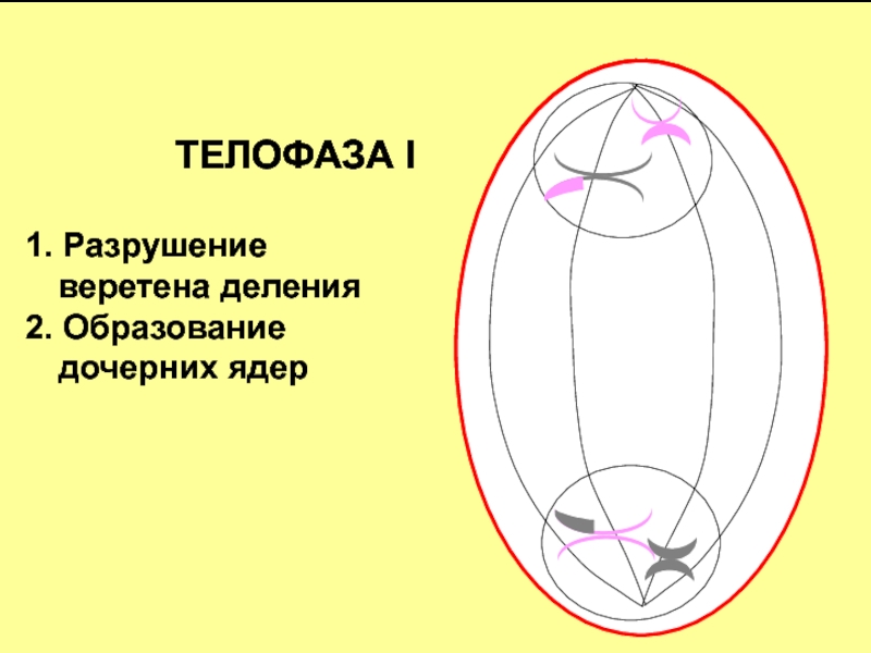 Телофаза 2 образуется