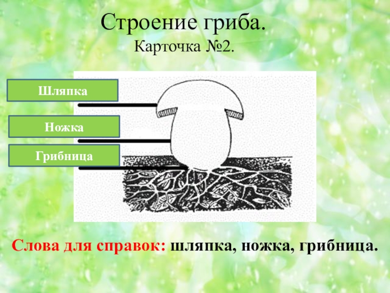 Гриб 2 слова. Строение гриба карточка. Карточка строение гриба 3 класс. Карточка строение гриба 2 класс. Что такое слово грибница.