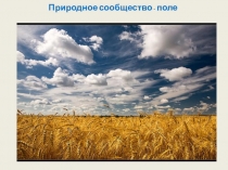 Презентация по окружающему миру Природное сообщество - поле (3 класс)