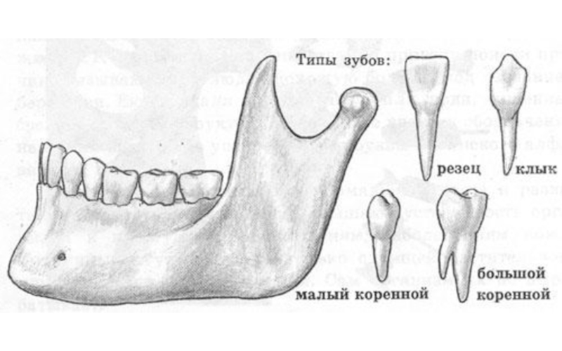 Зуб человека рисунок