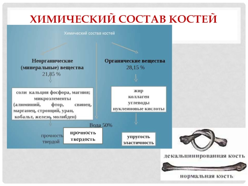 Каков химический состав костей биология 8 класс