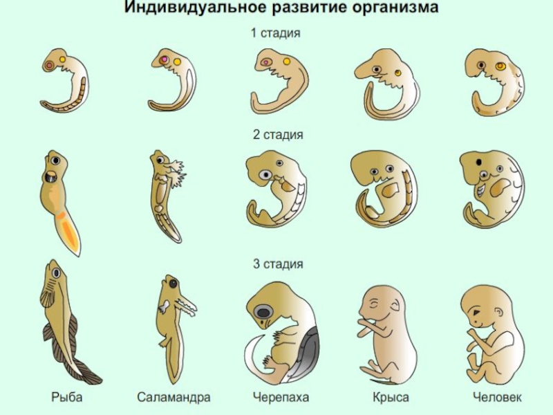 Презентация по биологии 8 класс развитие ребенка после рождения