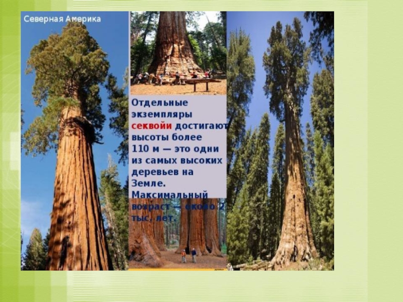 Самое высокое дерево на земле природная зона. Деревья Секвойя в Северной Америке. Растения Северной Америки Секвойя. Эндемики Северной Америки Секвойя. Секвойя дерево в Америке растет.