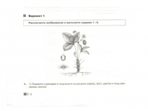 Фронтальная тренировочная работа к ВПР по биологии для всего класса в виде презентации