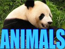 Презентация по английскому языку на тему Аnimals (3 класс)