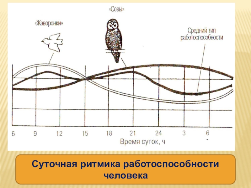 Биоритмы презентация 10 класс