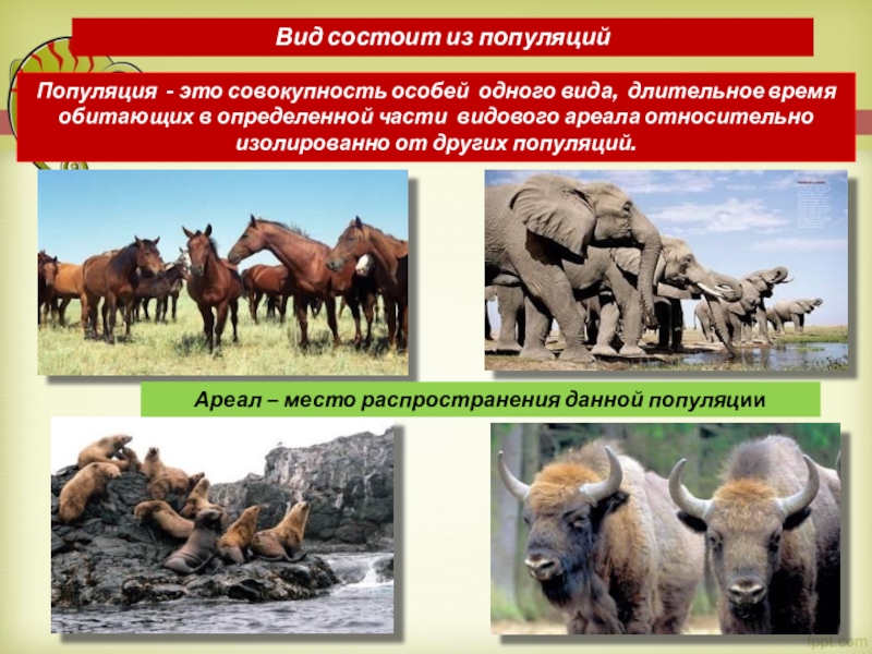 Охрана видов и популяций 11 кл презентация