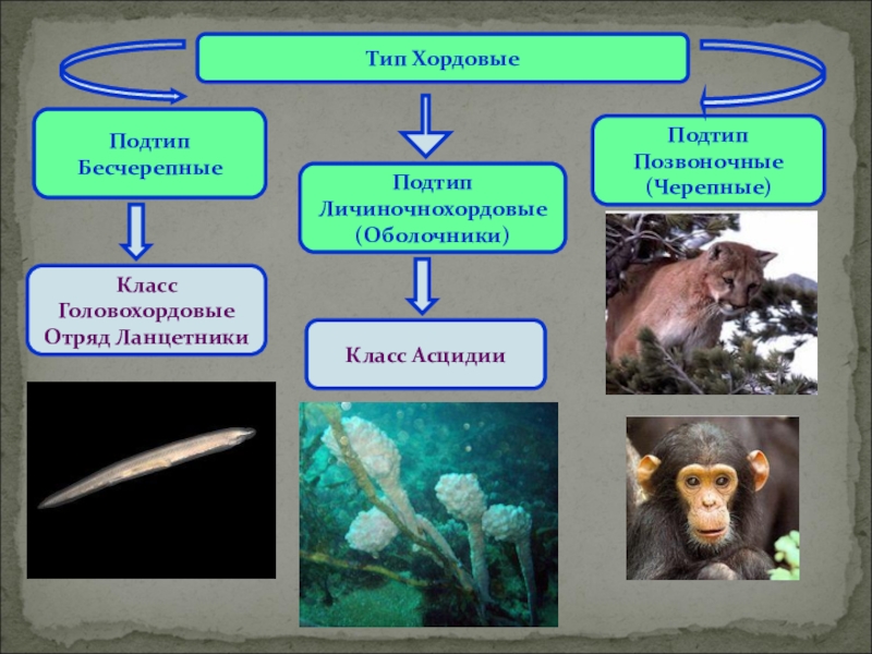 Тип хордовые презентация