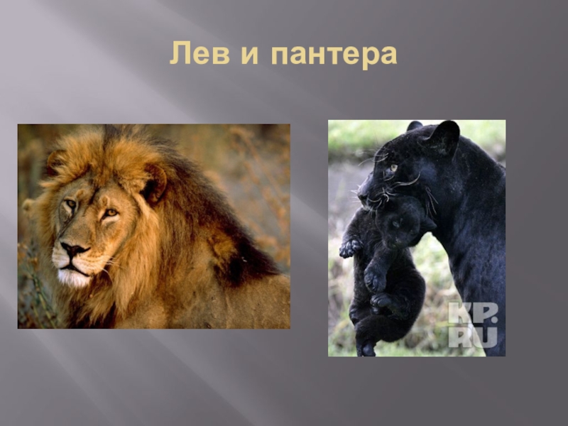 Мой лев толстой одноклассники. Лев и пантера. Картина Лев и пантера. Лев с пантерой фото. Лев плюс пантера.