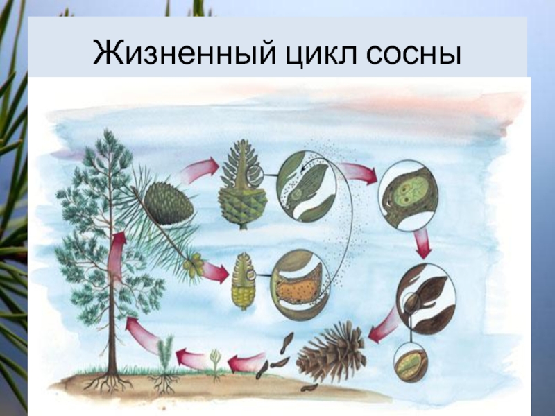 Жизненный цикл сосны. Все жизненные циклы хвойных. Рисунок жизненный цикл сосны лёгкий. Картина с голосеменными.