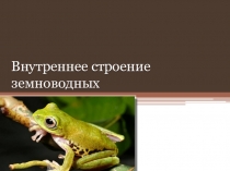 Презентация Внутреннее строение земноводных.