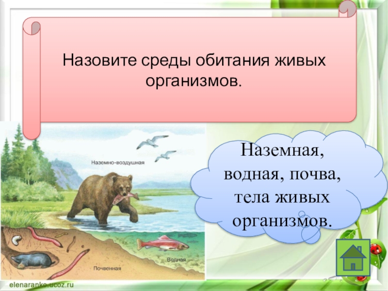 Назовите среды обитания организмов