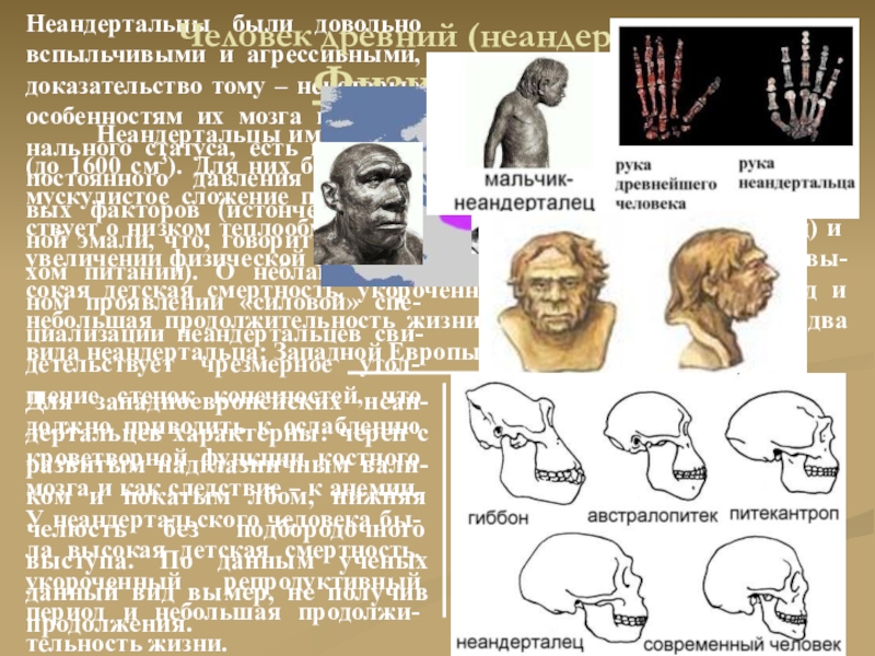 Неандертальцы презентация по биологии 11 класс