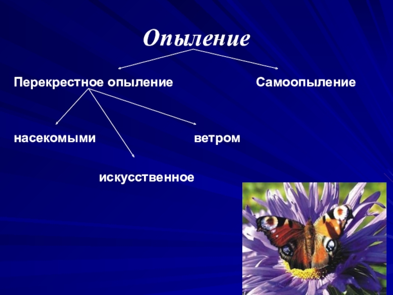 Схема самоопыления и перекрестного опыления