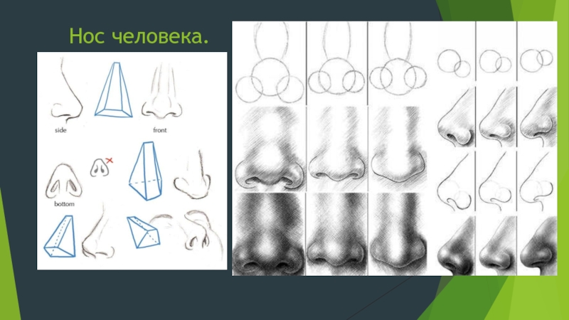 Нос изо. Конструкция носа. Пропорции носа человека. Пропорции н1сачеловека. Конструкция носа человека.