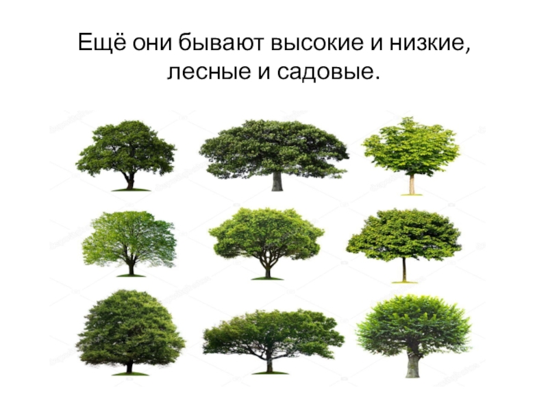 Высокое и низкое дерево. \Деревьями от низкого до высокого. Деревья низшие или высшие. Самое высокое дерево в России.
