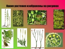 Презентация по биологии на тему Папоротникообразные