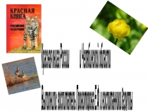 Проект на тему: Красная Книга