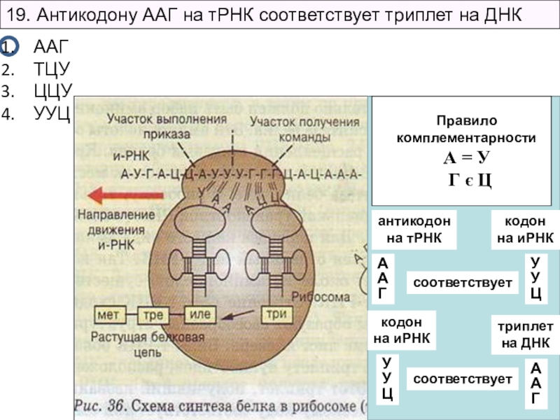 Триплет соответствует антикодону. Триплет кодон антикодон. Таблица антикодонов ТРНК. Как определить кодон ИРНК. Антикодону ААУ на т-РНК соответствует триплет на ДНК:.