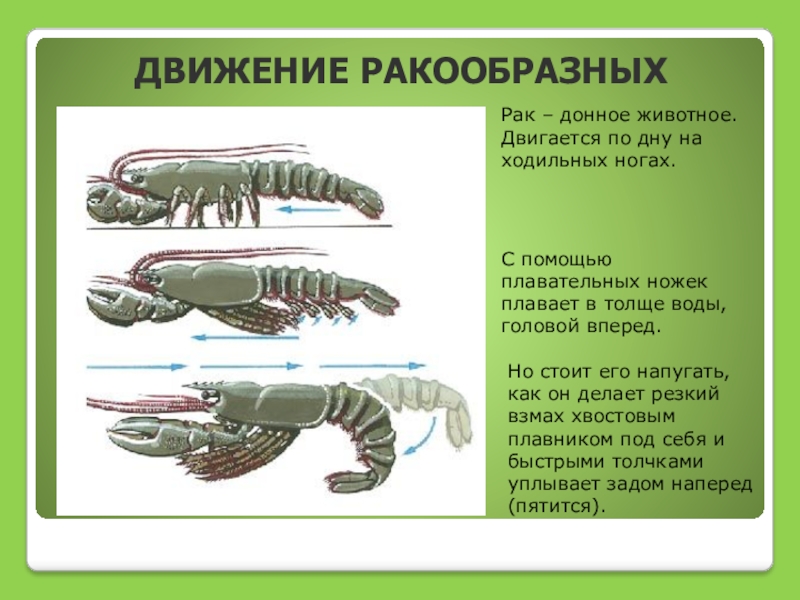 Биология 7 класс членистоногие. Органы движения ракообразных. Орган передвижения ракообразных. Тип передвижения ракообразных. Характер движения ракообразных.