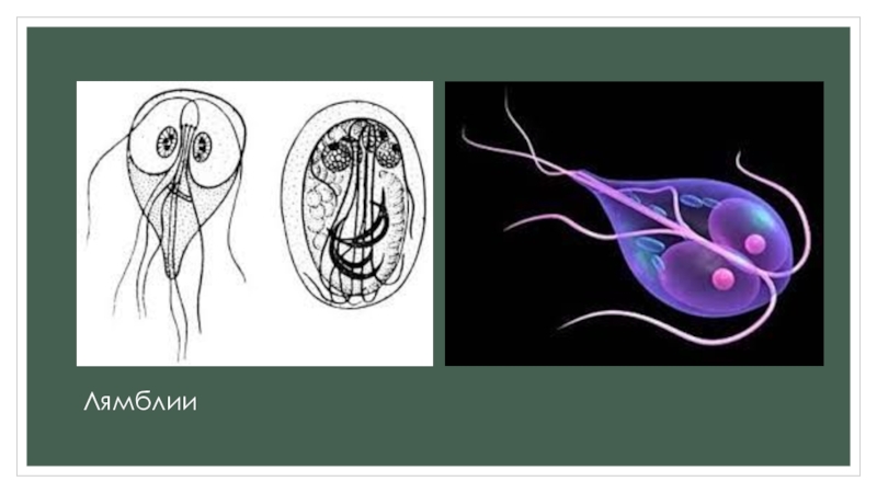 Лямблия картинка с обозначениями
