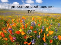Презентация Природное Сообщество луг к уроку Почему мы не будем рвать цветы и ловить бабочек (Окружающий мир 1 класс)