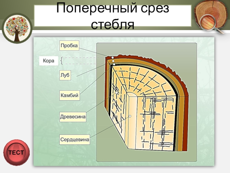 Вывод строение стебля. Поперечный срез это как.