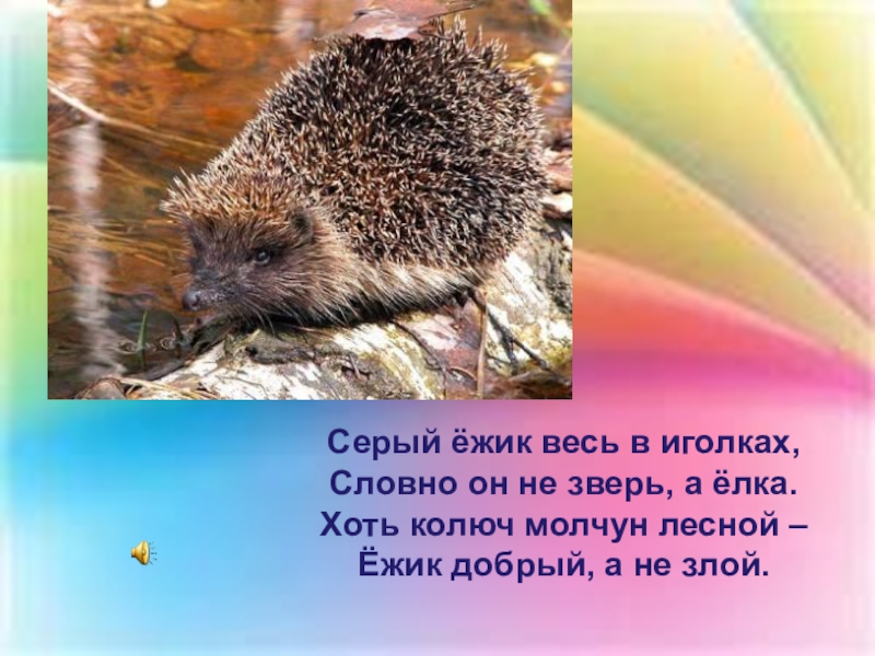Серый ёжик весь в иголках,Словно он не зверь, а ёлка.Хоть колюч молчун лесной –Ёжик добрый, а не