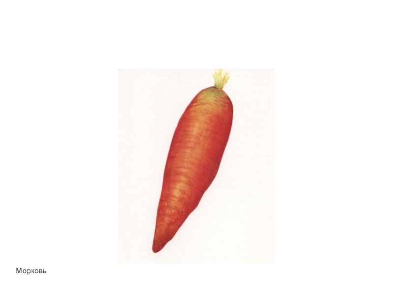 Морковь букв звуков. Буква м морковь. Буква м из морковок. Печатные буквы м морковь. Картинки на букву м морковь\.