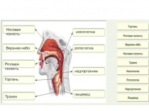 Презентация по биологии этапы дыхания