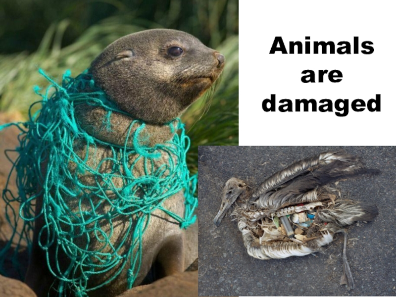 Animals are damaged
