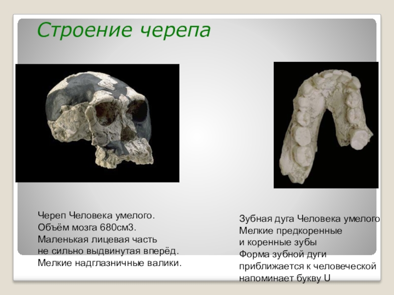 Объем головного мозга человека умелого. Homo habilis объем мозга. Строение черепа человека умелого.