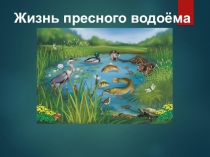 Презентация к уроку познание мира Жизнь пресного водоёма