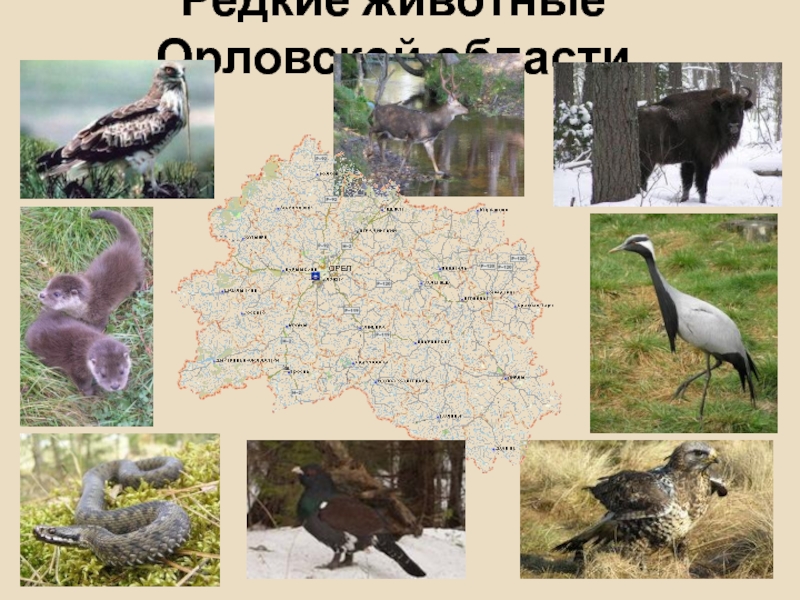 Редкие животные Орловской области