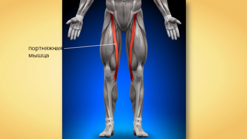 Портняжная мышца бедра анатомия