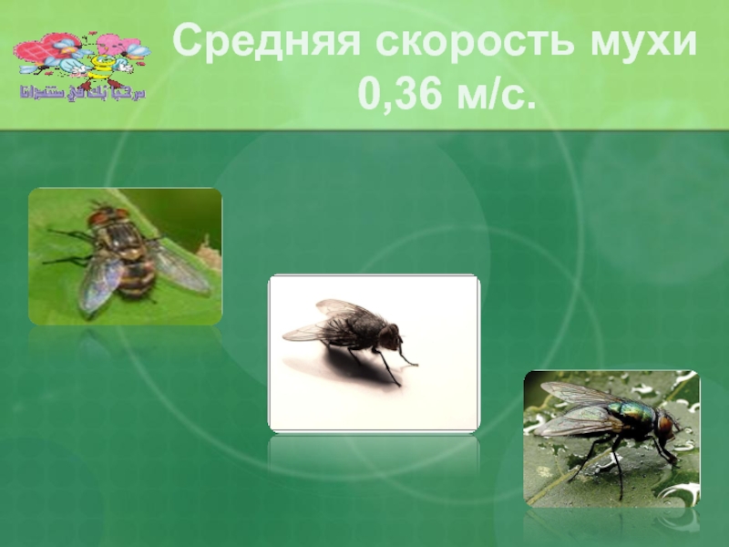 Средняя скорость мухи  0,36 м/с.
