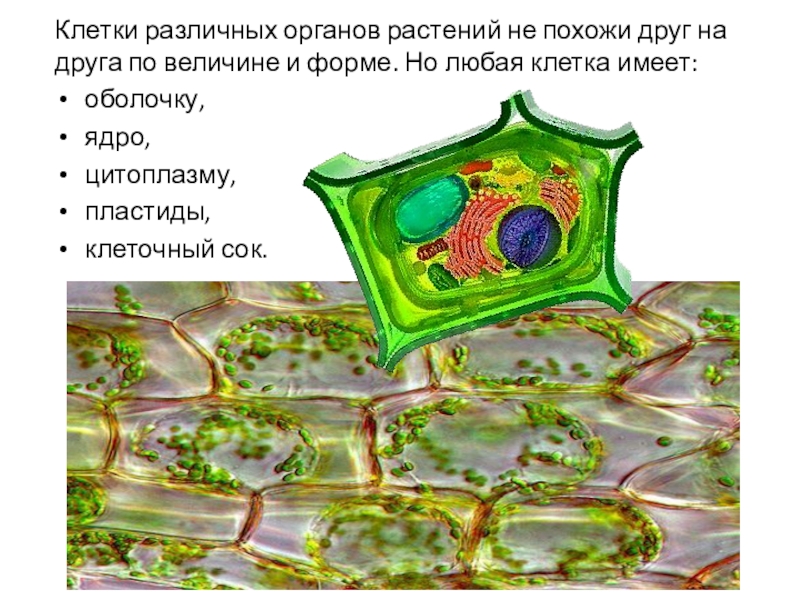 Фото растительной клетки с обозначениями