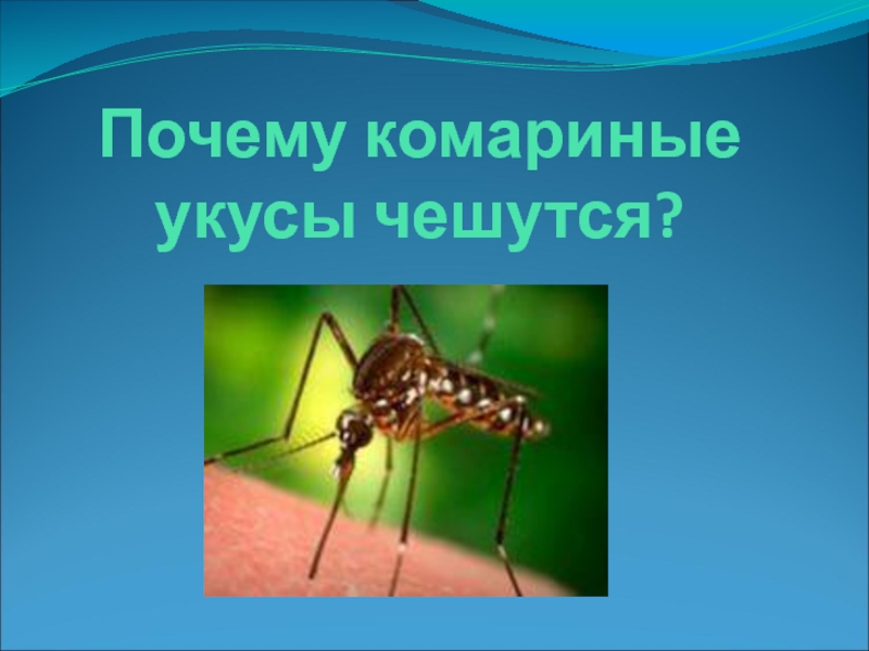 Почему укус комара чешется несколько дней. Почему комариные укусы чешутся. Почему комариные укусы зудят. Почему комариный укус так чешется. Почему от комариного укуса чешется.