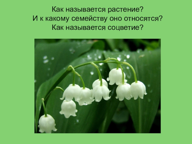 Как называется это растение. Придумать загадку о ландыше. Загадка про Ландыш 3 класс. Цветок Ландыш для 1 класса.