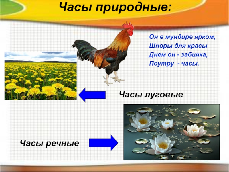 Природные часы проект по биологии 6 класс