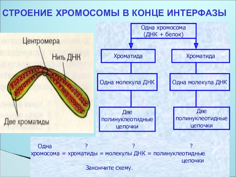 Число хромосом интерфазы. Строение хромосомы. Хромосома собак строение. Хроматиды это в биологии 9 класс. Хроматида это в биологии 6 класс.