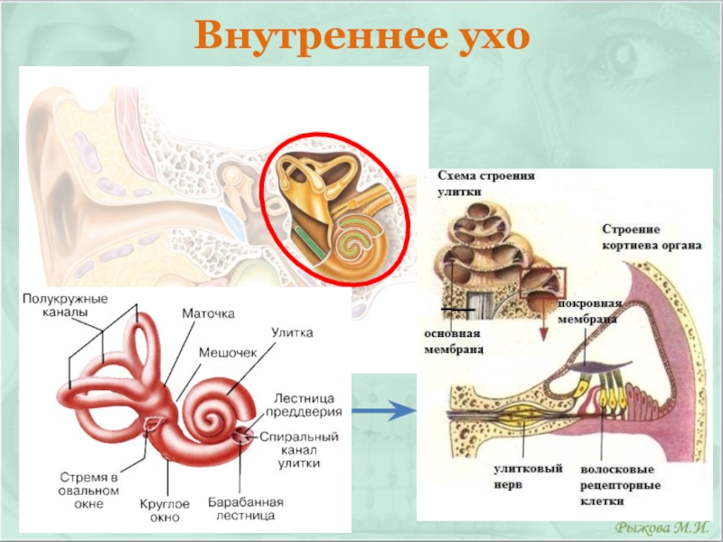 Схема органа слуха