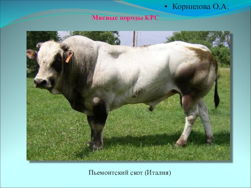 Мясные породы коров в россии фото и описание