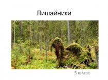 Презентация по биологии Лишайники (5 класс)