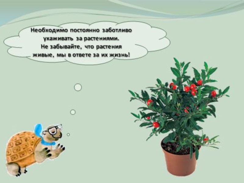 Растения живущие более двух лет. Цветы живые. Цветок живой или нет. Как живут растения 1 класс школа России презентация и конспект урока.
